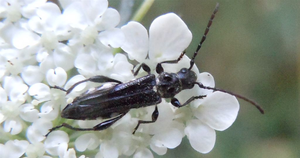 Stenopterus ater
